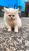 Persian cat